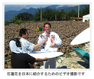 石蓮花を日本に紹介するためのビデオ撮影です